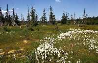 enlarge picture: 5. Lesnick * Krkonose Mountains (Giant Mts)