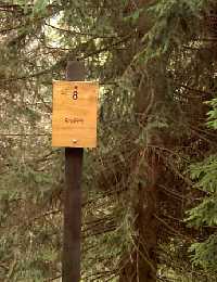 08. Smrčina Horní Maršov * Krkonoše