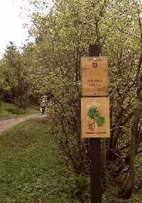 10. Rýchorská květnice Horní Maršov * Riesengebirge (Krkonose)