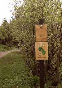 10. Rýchorská květnice Horní Maršov * Krkonoše
