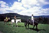 enlarge picture: Turistick jzdrna Knick chalupa * Krkonose Mountains (Giant Mts)