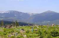 Cernohorske raseliniste Janské Lázně * Riesengebirge (Krkonose)