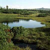 Upska raselina (Upa raised moss) Pec pod Snkou * Krkonose Mountains (Giant Mts)