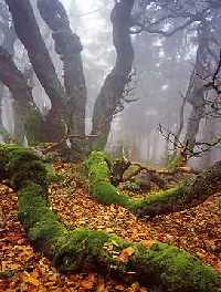 enlarge picture: Dvorský les (Dvorský Forest) * Krkonose Mountains (Giant Mts)