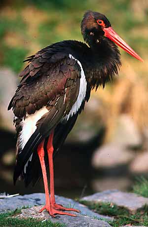 Black stork * Krkonose Mountains (Giant Mts)