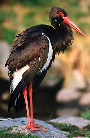 Schwarzer Storch * Riesengebirge (Krkonose)