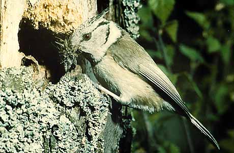 Crested tit * Krkonose Mountains (Giant Mts)