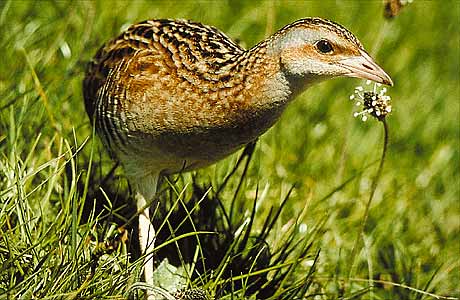 Corncrake * Krkonose Mountains (Giant Mts)