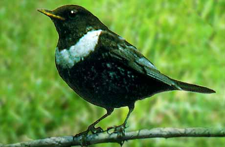 Ring ouzel * Krkonose Mountains (Giant Mts)