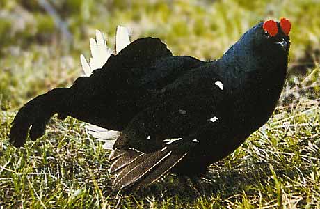 Black grouse * Krkonose Mountains (Giant Mts)