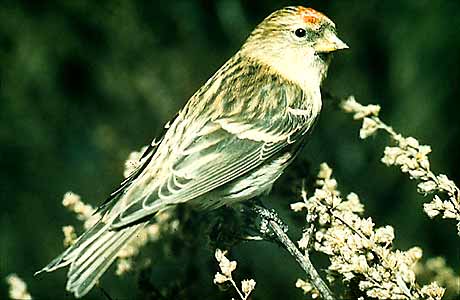 Redpoll * Krkonose Mountains (Giant Mts)