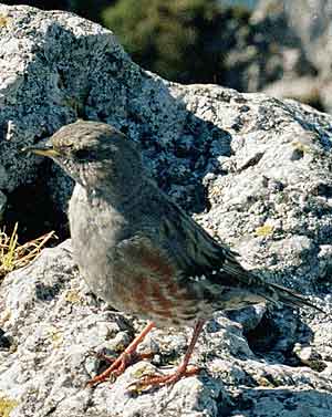 Alpine accentor * Krkonose Mountains (Giant Mts)