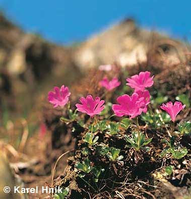 Nature conservation in the Krkonose Mts. * Krkonose Mountains (Giant Mts)