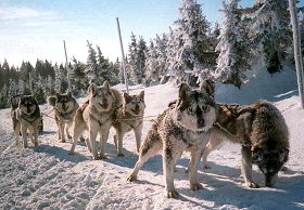 Dogsledding * Riesengebirge (Krkonose)