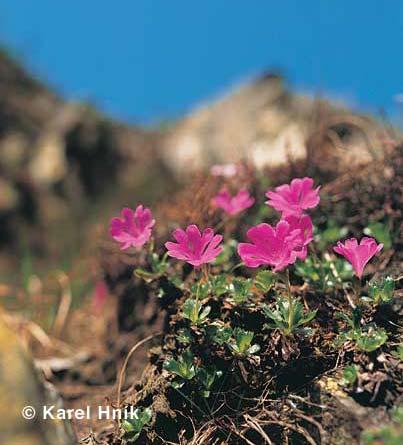 Die Natur im Riesengebirge * Riesengebirge (Krkonose)