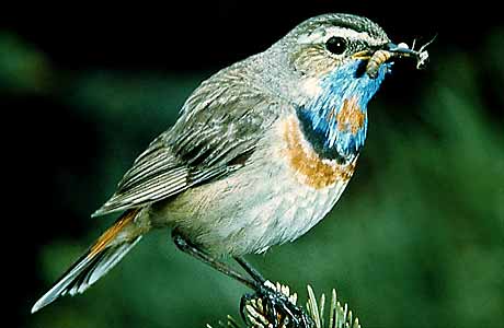 Bluethroat * Krkonose Mountains (Giant Mts)