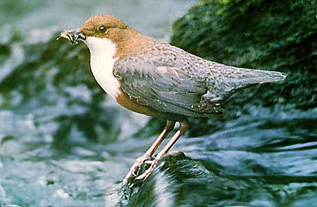 Dipper * Krkonose Mountains (Giant Mts)