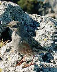 Bild vergrssern:  * Riesengebirge (Krkonose)