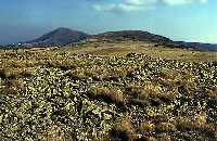 Stony polygons * Krkonose Mountains (Giant Mts)