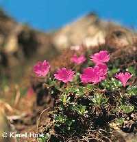 Bild vergrssern:  * Riesengebirge (Krkonose)