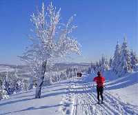 enlarge picture: Cross-country skiing in Krkonose Mountains * Krkonose Mountains (Giant Mts)