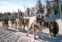 enlarge picture:  * Krkonose Mountains (Giant Mts)