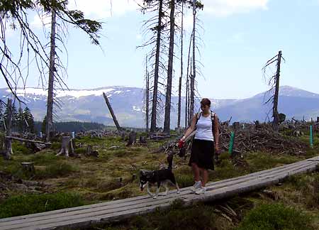 ernohorsk raelinit - Naun stezka Sprvy KRNAP * Krkonose Mountains (Giant Mts)