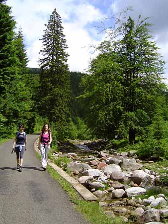 Trail through the Valley of Bile Labe, Weber's Trail * Krkonose Mountains (Giant Mts)