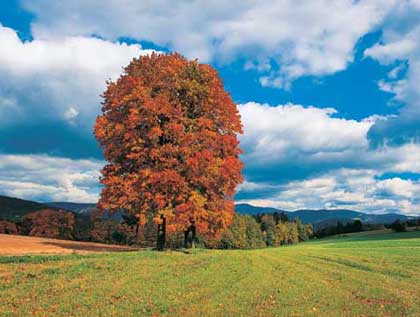 Panorama-Tour-West, mittel (MTB) * Riesengebirge (Krkonose)