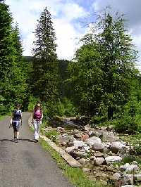 enlarge picture: Trail through the Valley of Bile Labe, Weber's Trail * Krkonose Mountains (Giant Mts)