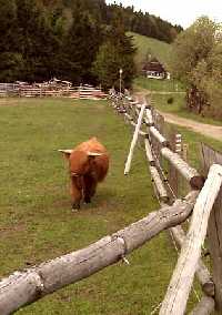 enlarge picture: Rychory Downhill Ride (MTB) * Krkonose Mountains (Giant Mts)