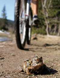 enlarge picture: Krakonos Tour (MTB) * Krkonose Mountains (Giant Mts)